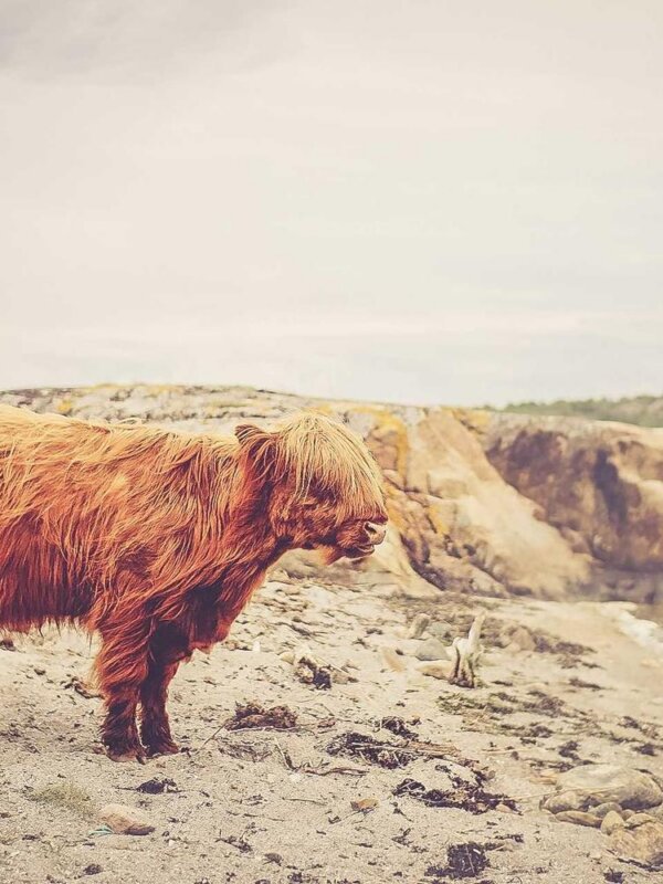 Chanel Classic Flap Medium — продано