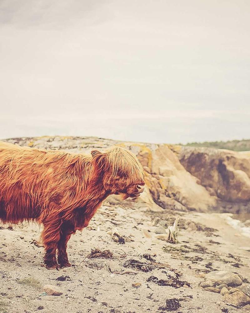 Chanel Classic Flap Medium — продано