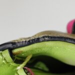 Valentino Garavani Glam Lock — фото 26