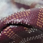 Goyard Bohème Hobo — фото 13